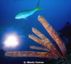 Tube sponge and yellowtail fish.
Nikonos+15 mm Ikelite s... by Alberto Romeo 